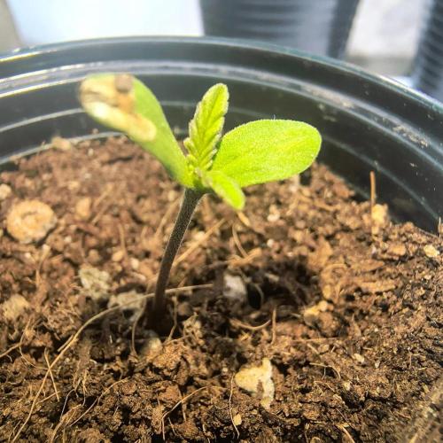 Punto Rojo V2 de Black Tuna. Week 1
