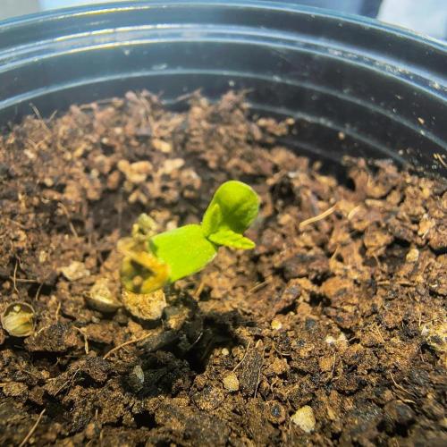 Punto Rojo V2 de Black Tuna. Week 1