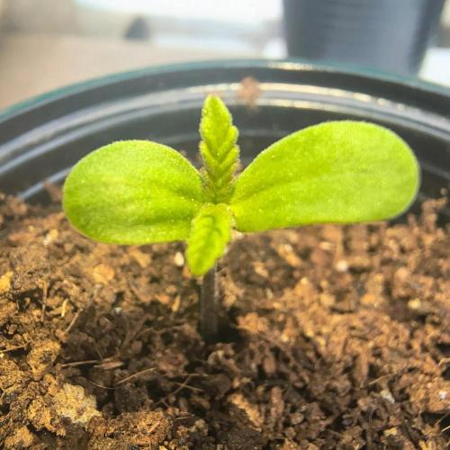 Punto Rojo V2 de Black Tuna. Week 1
