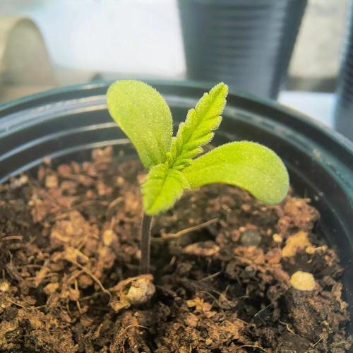 Punto Rojo V2 de Black Tuna. Week 1