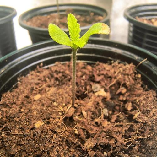 Punto Rojo V2 de Black Tuna. Week 1
