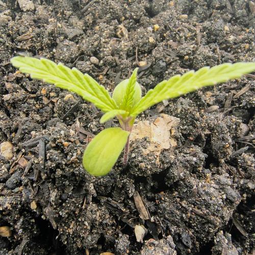Tierra Negra. Week 3