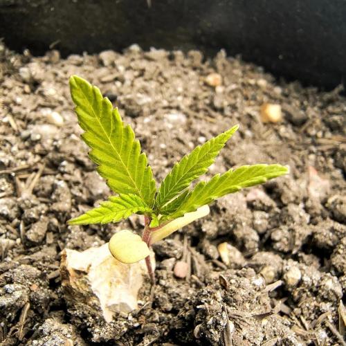 Punto Rojo V2 de Black Tuna. Week 5