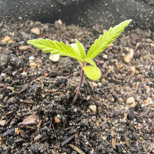 Punto Rojo V2 de Black Tuna. Week 3