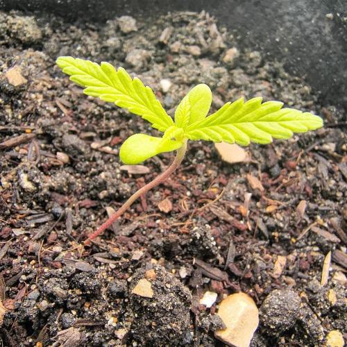 Punto Rojo V2 de Black Tuna. Week 3