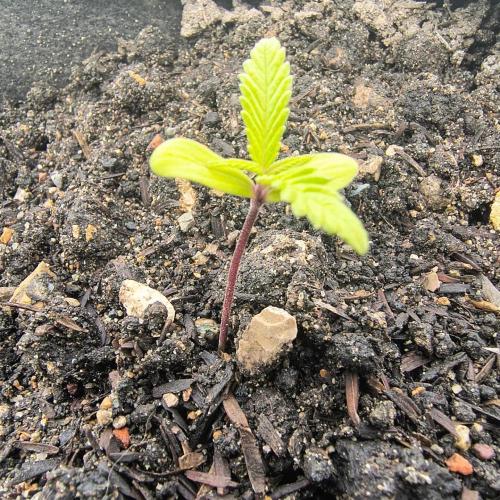 Punto Rojo V2 de Black Tuna. Week 3