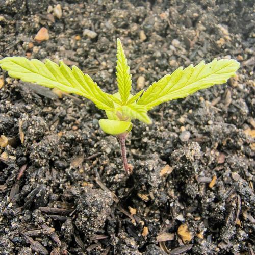 Tierra Negra. Week 3