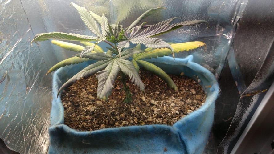 Zoap rose - Kannabia seeds. Week 4 - Planta estava assim, travada