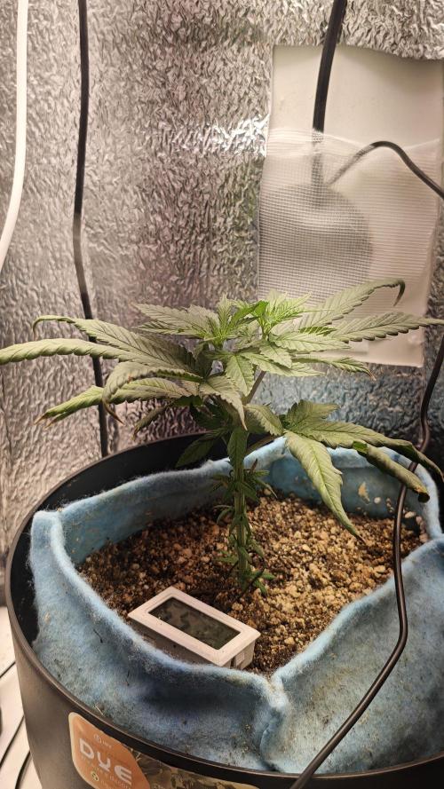 TS600 100W Full Spectrum LED. Week 4