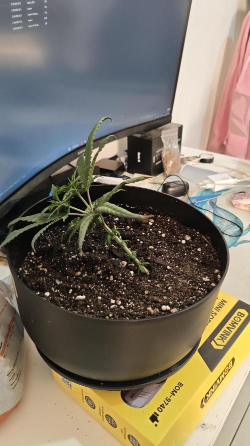 Zoap rose - Kannabia seeds. Week 5 - planta transplantada na horizontal e preenchida ate a marca de 4,5l de substrato