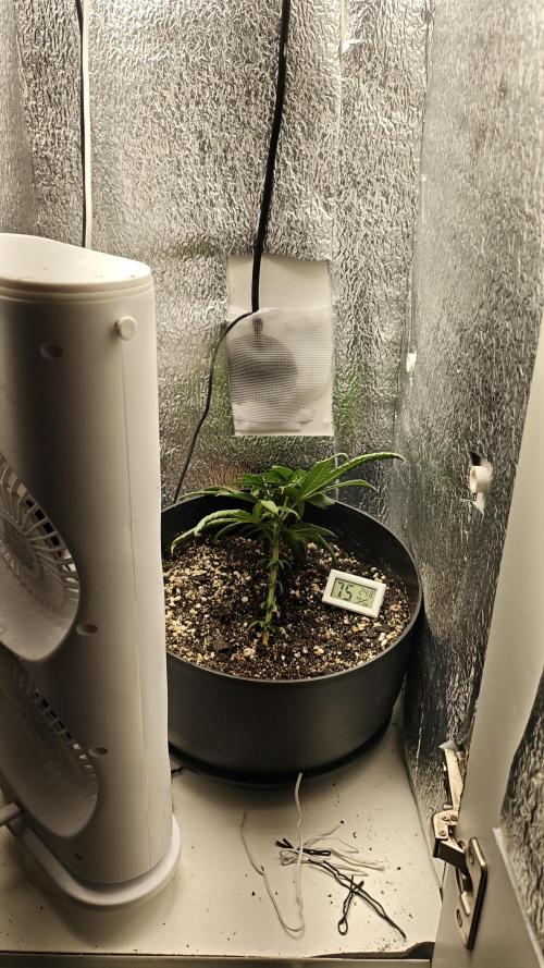 Zoap rose - Kannabia seeds. Week 5 - Temperatura mais fresca e umidade alta para ajudar a destravar