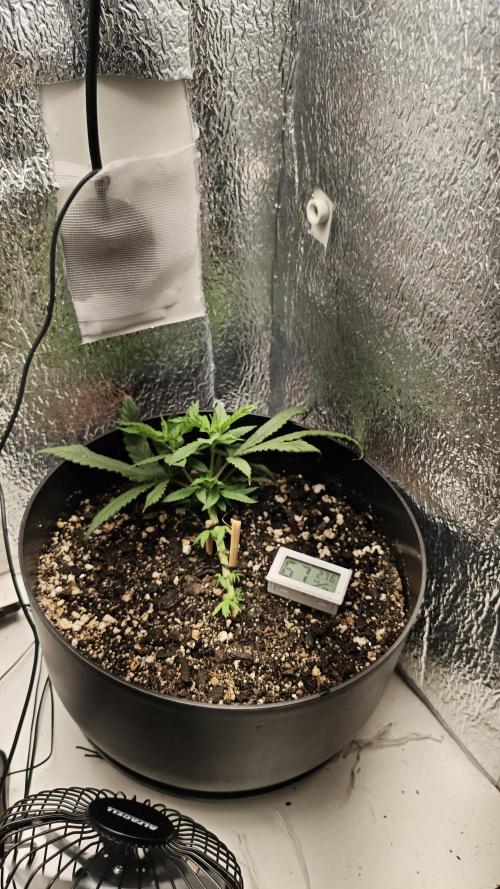 Zoap rose - Kannabia seeds. Week 5 - Visão melhor de cima, junto ao plano de recuperar a planta e preencher os espaços do vaso