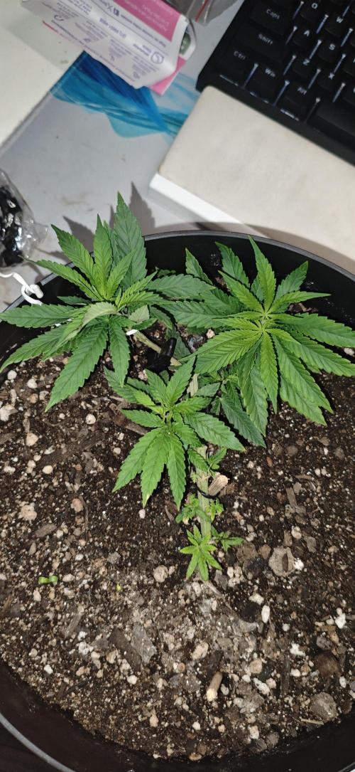 Zoap rose - Kannabia seeds. Week 6 - Planta se recuperando, caule engrossando