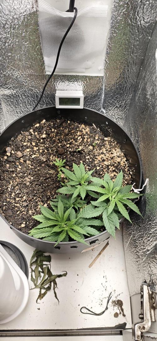 Zoap rose - Kannabia seeds. Week 6
