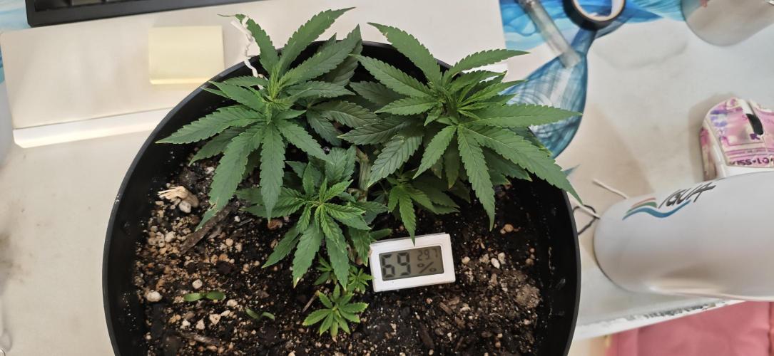 Zoap rose - Kannabia seeds. Week 7