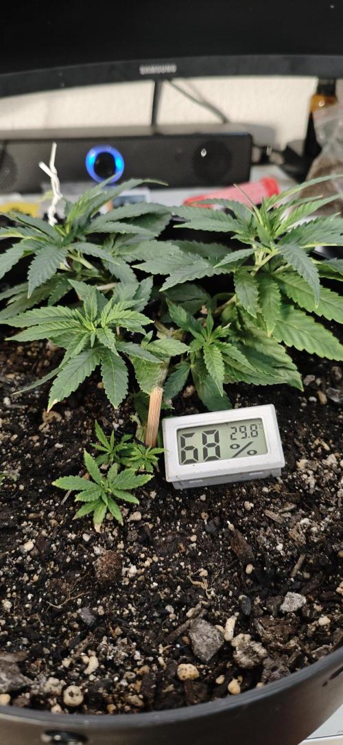 TS600 100W Full Spectrum LED. Week 7