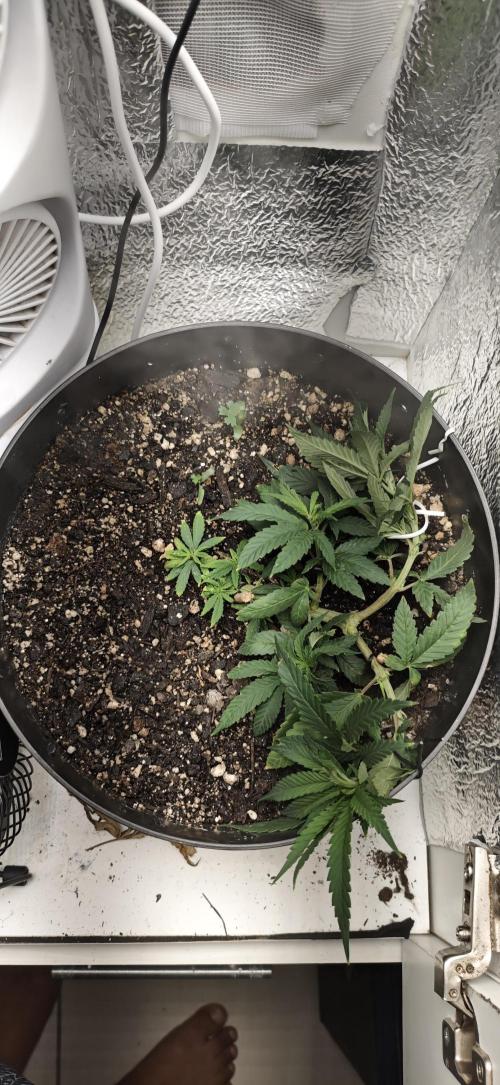 Zoap rose - Kannabia seeds. Week 8