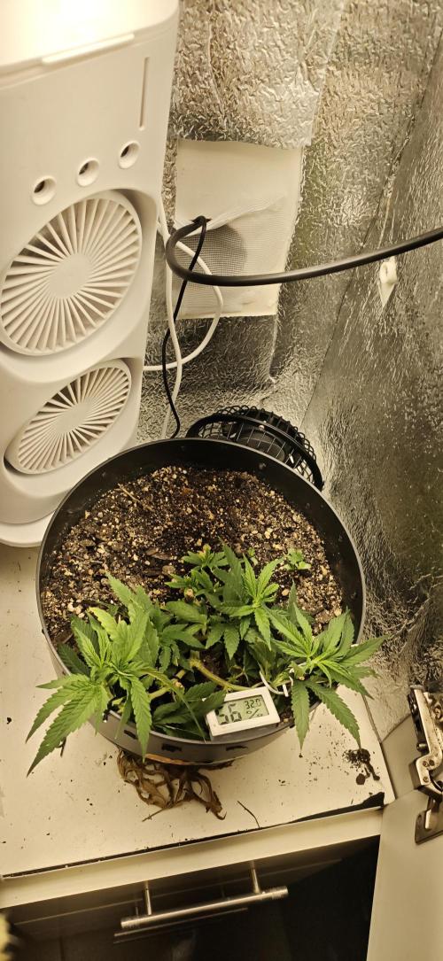 Zoap rose - Kannabia seeds. Week 8