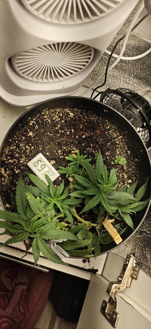 Zoap rose - Kannabia seeds. Week 8