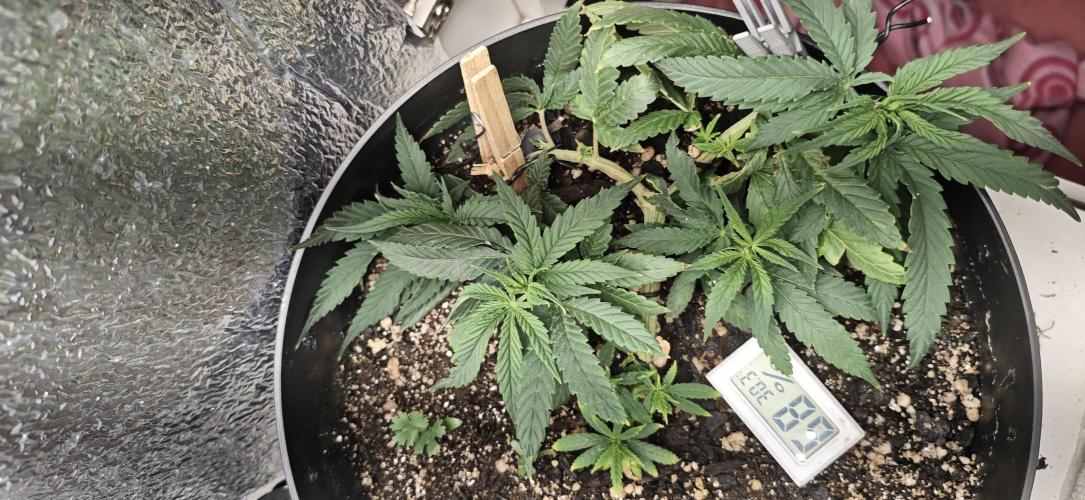TS600 100W Full Spectrum LED. Week 8