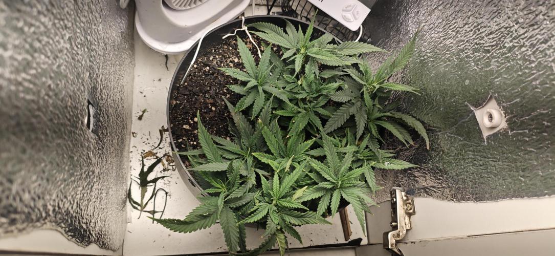 Zoap rose - Kannabia seeds. Week 9