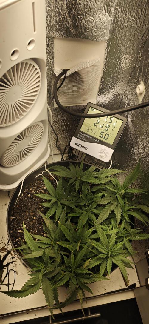 TS600 100W Full Spectrum LED. Week 9