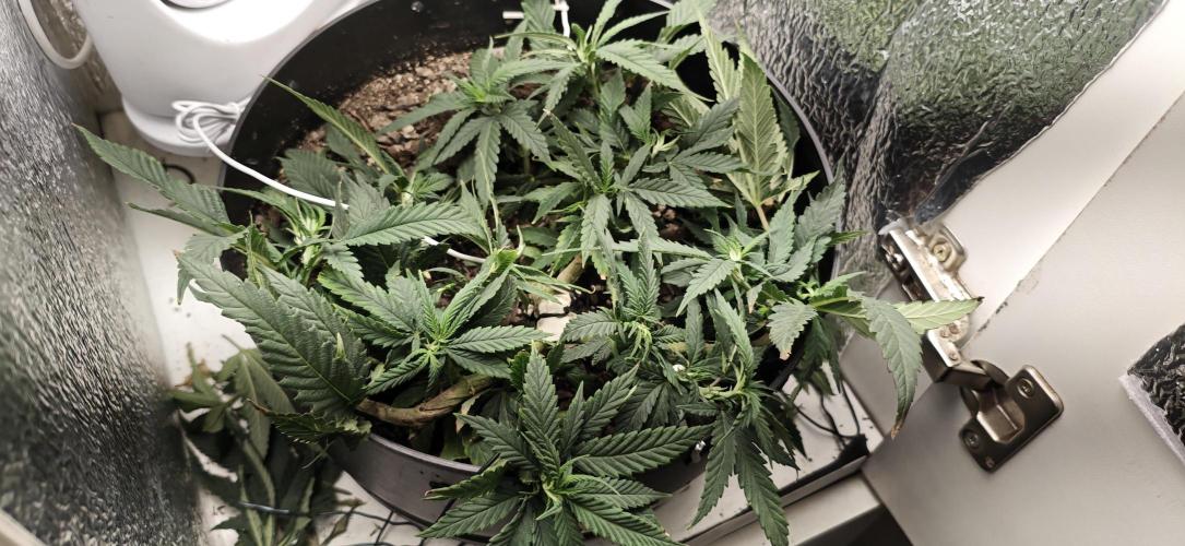 Zoap rose - Kannabia seeds. Week 10