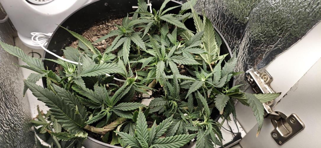 Zoap rose - Kannabia seeds. Week 10