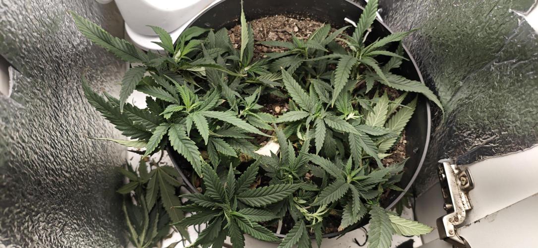TS600 100W Full Spectrum LED. Week 10