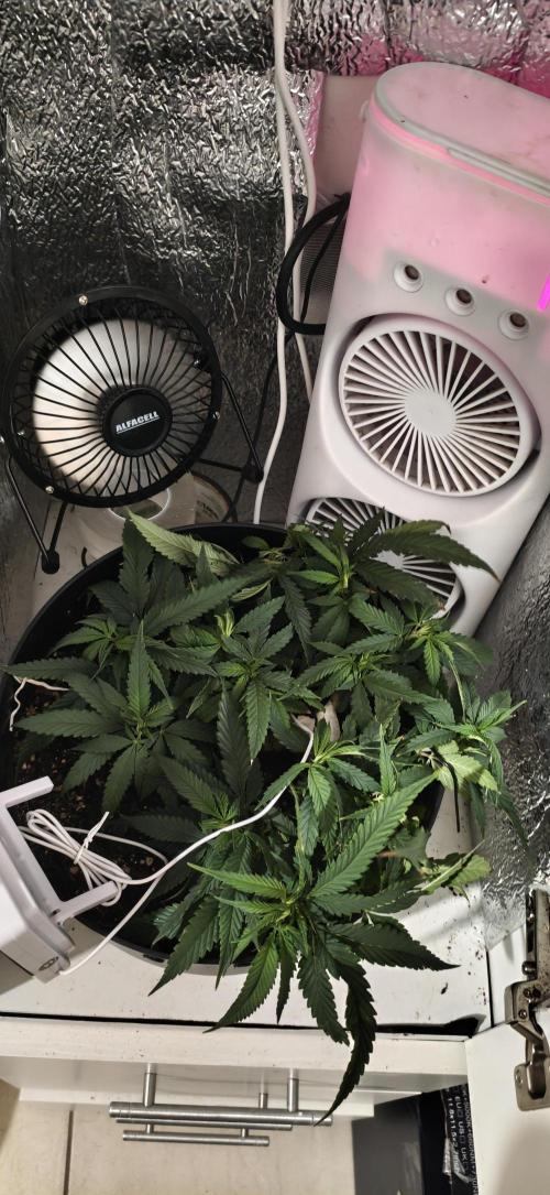 TS600 100W Full Spectrum LED. Week 11