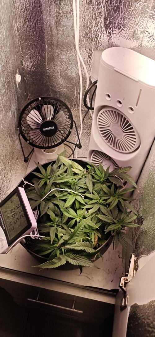 Zoap rose - Kannabia seeds. Week 11