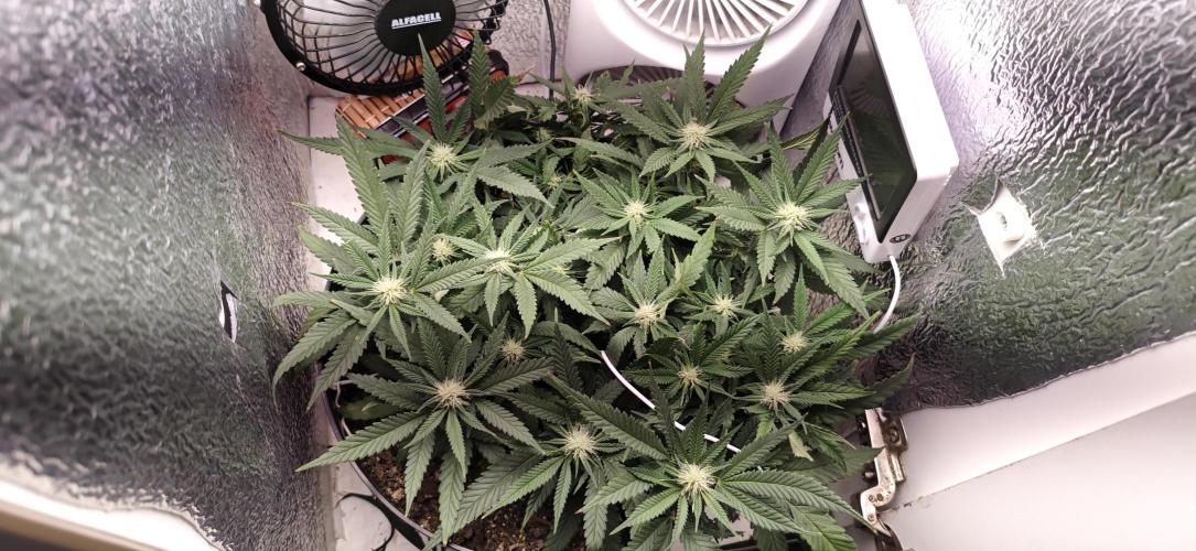 Zoap rose - Kannabia seeds. Week 12