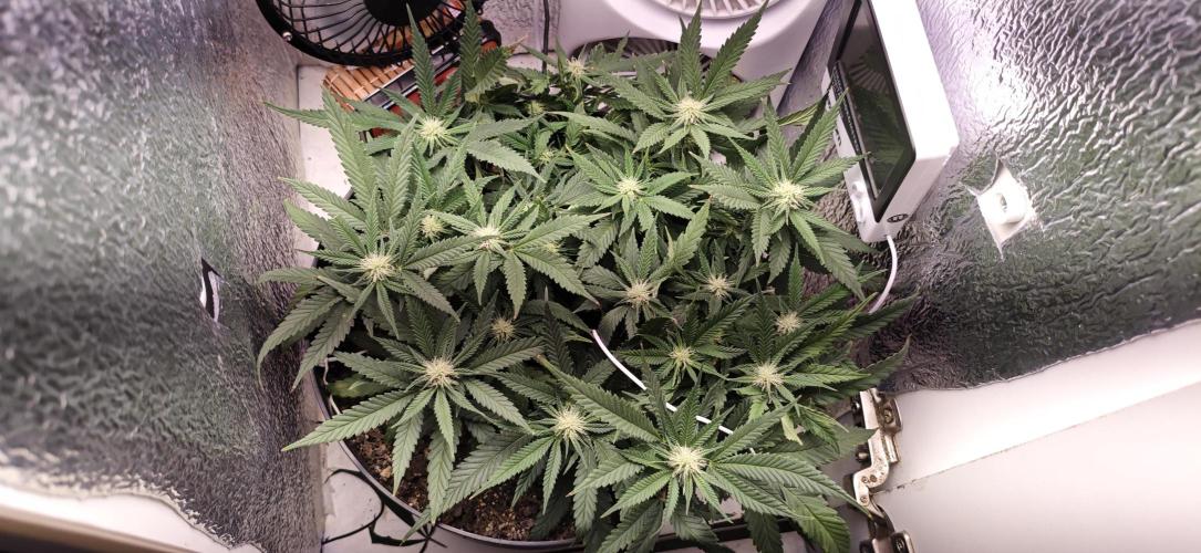 TS600 100W Full Spectrum LED. Week 12