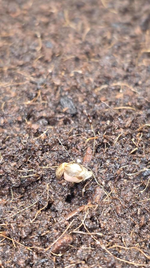 Canna-Cheese 1:1 - Mephisto Genetics. Week 0