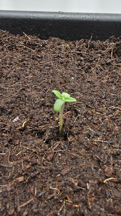 Canna-Cheese 1:1 - Mephisto Genetics. Week 0