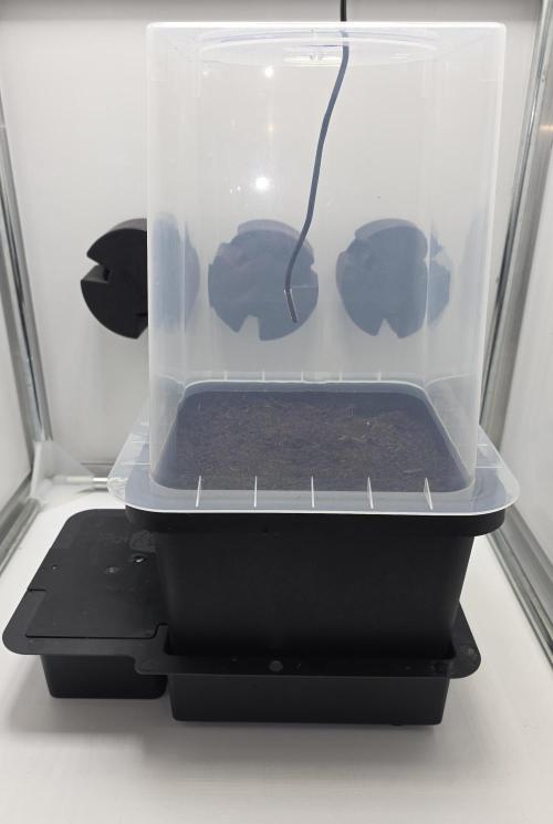 Canna-Cheese 1:1 - Mephisto Genetics. Week 0