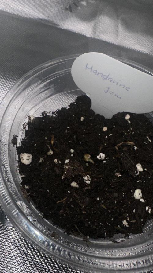 Mandarine Jam (Sensi Seeds). Week 0