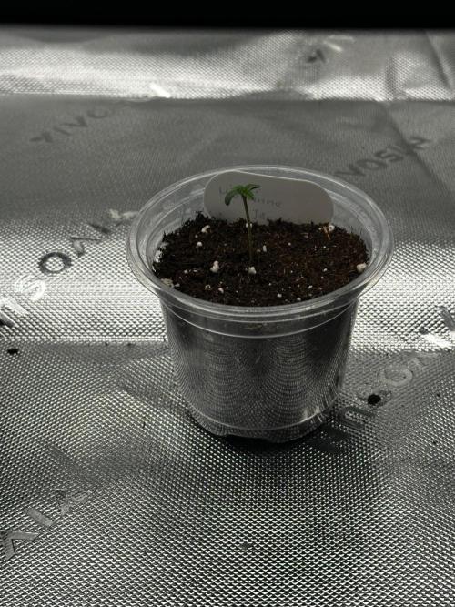Mandarine Jam (Sensi Seeds). Week 0