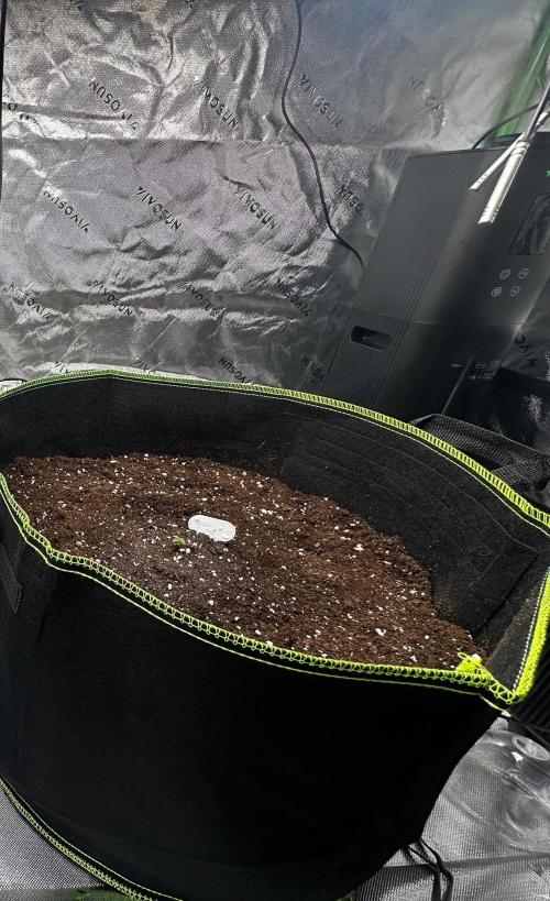 Mandarine Jam (Sensi Seeds). Week 0