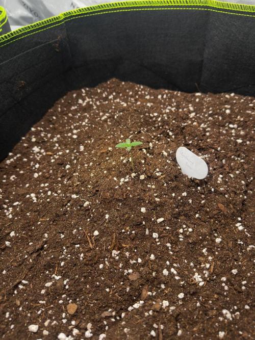 Mandarine Jam (Sensi Seeds). Week 0