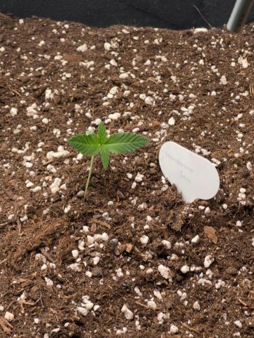 Mandarine Jam (Sensi Seeds). Week 1