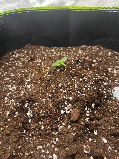 Mandarine Jam (Sensi Seeds). Week 1