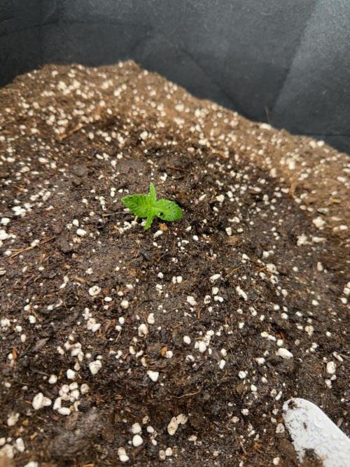 Mandarine Jam (Sensi Seeds). Week 1