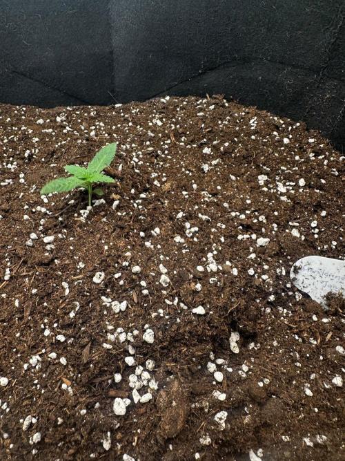 Mandarine Jam (Sensi Seeds). Week 1
