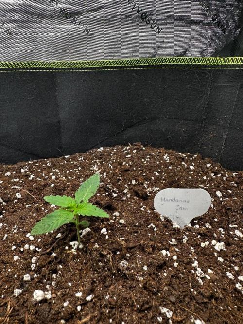 Mandarine Jam (Sensi Seeds). Week 1