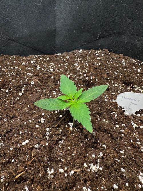 Mandarine Jam (Sensi Seeds). Week 1