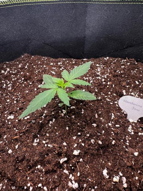 Mandarine Jam (Sensi Seeds). Week 1