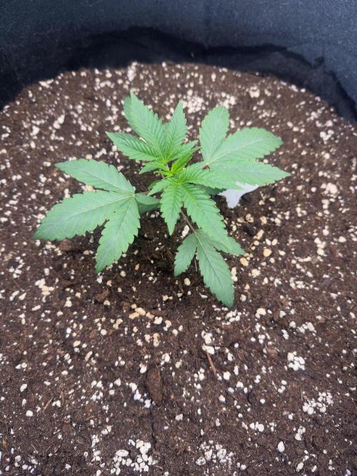 Mandarine Jam (Sensi Seeds). Week 3