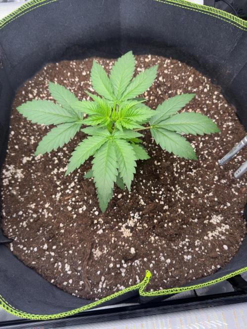 Mandarine Jam (Sensi Seeds). Week 3