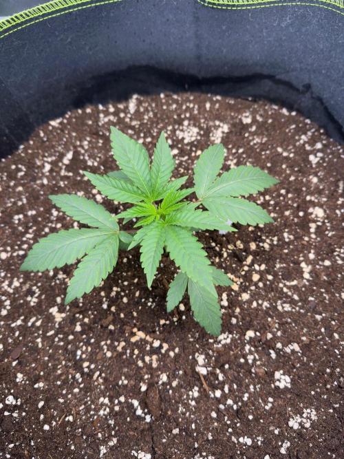 Mandarine Jam (Sensi Seeds). Week 3